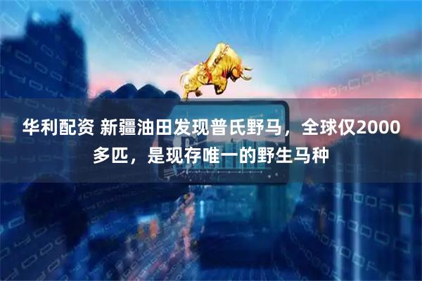 华利配资 新疆油田发现普氏野马，全球仅2000多匹，是现存唯一的野生马种