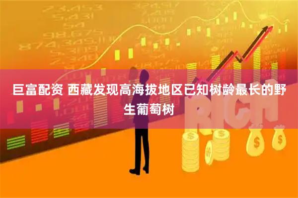 巨富配资 西藏发现高海拔地区已知树龄最长的野生葡萄树